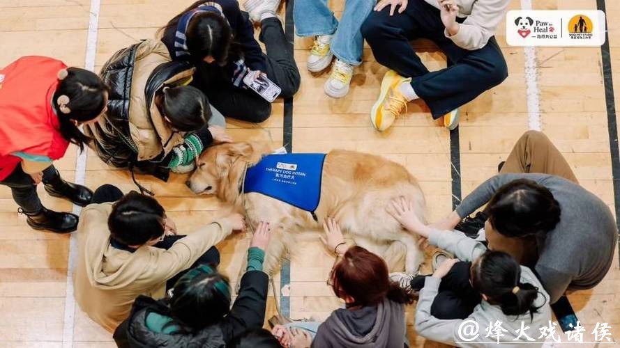 现实版“汪汪队立大功”!狗狗变身“疗愈师”,背后是一场14年的坚持 现实版“汪汪队立大功”!狗狗变身“疗愈师”,背后是一场14年的坚持